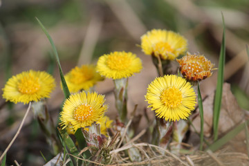 Yellow flowers of Tussilago farfara or coltsfoot in early spring, Belarus