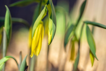 Yellow bellwort flowers in early Spring