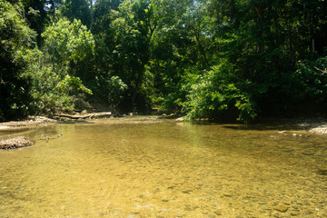 River in the forest