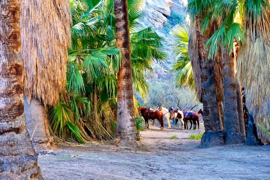 horses among palm trees in Indian Canyon