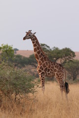 Rothschild's giraffe, a subspecies of the giraffe occurring in Uganda. It is one of the most endangered distinct populations of giraffe, with around two thousand estimated in the wild.