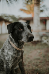 pointer dog looking at camera