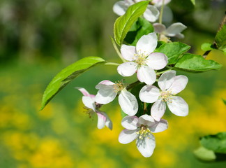 Apfelbaumblüten freigestellt vor einer Löwenzahnwiese