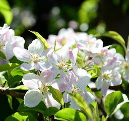 Apfelbaumblüten - Apfelbaum - Blütezeit - Freisteller