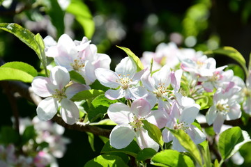 Wunderschöne Blüten eines Apfelbaumes vor dunklen Hintergrund