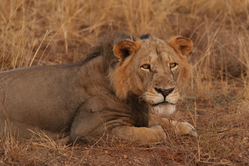 Wild African lioness in the savannah. A noble predatory cat in its natural habitat.