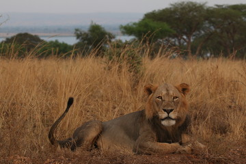 Fototapeta premium Wild African lioness in the savannah. A noble predatory cat in its natural habitat.