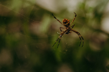 spinder in web