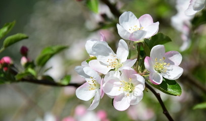 Apfelbaumblüten - Apfelbaum - Blütezeit - Freisteller