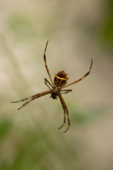 spinder in web