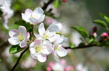 Fototapeta na wymiar Apfelbaum - Blüten und Knospen - Blütezeit