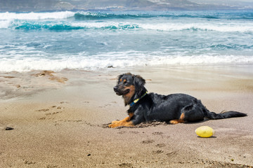 Dog alone sitting on the beach, on the sand, with the blue sea behind and lit by sunlight.