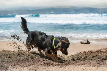Dog having fun in summer by digging in the sand on the shore of the beach.