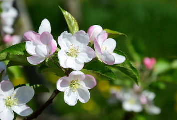 Apfelbaum - Blüten - Apfelbaumblüten