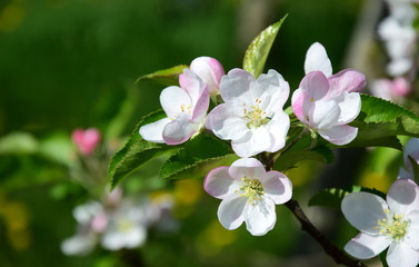 Blüten eines Apfelbaumes - Der Frühling zieht ins Land