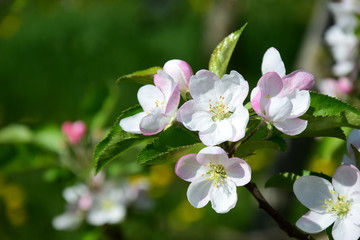 Blüten eines Apfelbaumes - Der Frühling zieht ins Land