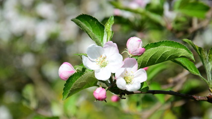 Obraz premium Apfelblüte - Blütezeit - Obstbaumblüte