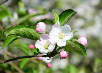 Obraz premium Blüten eines Apfelbaumes - Der Frühling zieht ins Land