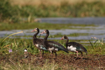The spur-winged goose on the bank of Nile river in Uganda. Pisture from tha safari in Africa.