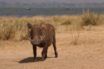 The common warthog, a wild member of the pig family (Suidae) found in grassland, savanna, and woodland in sub-Saharan Africa.