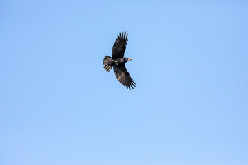 Black Raven Flying in a Blue Sky