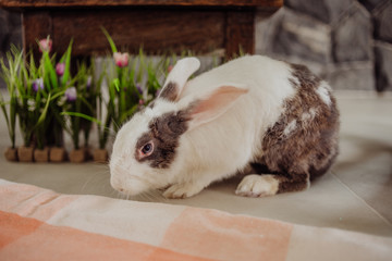 Obraz premium easter bunny pictures holiday 