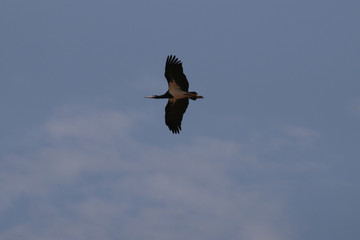 The Abdim's stork, also known as white-bellied stork. A black stork with grey legs, red knees and feet, grey bill and white underparts, occurring in Africa. Picture from a safari in Uganda.