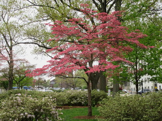 Fototapeta premium Cherry blossom in Washington DC