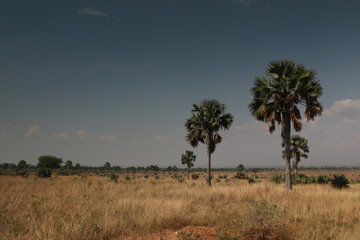 Obraz premium African savannah, a picture made on safari in Uganda. Acacia trees and palms and dry grassland, which host lot of large animals.