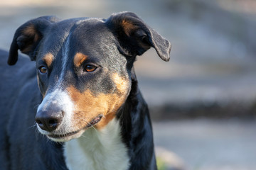 Appenzeller Mountain Dog, portrait of a dog close-up