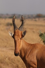 The Lelwel hartebeest, also known as Jackson's hartebeest, is an antelope native to sub-Saharan Africa, in its natural environment.