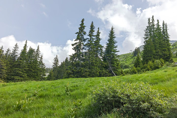 Fototapeta premium Summer Landscape of Vitosha Mountain, Sofia City Region, Bulgaria