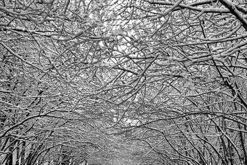 Background, intertwining tree branches covered with snow. Texture of icy shrub branches intertwining with each other.