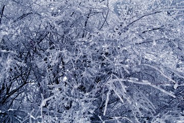 background in the form of icy bushes. the texture of the frozen branches of a tree. Winter landscape, snow and ice