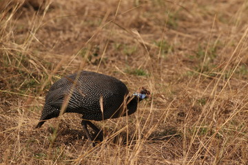 The helmeted guineafowl, a common bird occurring in african savanna in its natural habitat. Domestic population is  kept in captivity in several countries throughout the world.