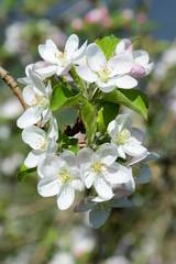 Apfelbaumblüten - Apfelbaum - Blütezeit - Freisteller