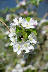 Hintergrund - Apfelbaum Blüten