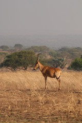 Naklejka na ściany i meble The Lelwel hartebeest, also known as Jackson's hartebeest, is an antelope native to sub-Saharan Africa, in its natural environment.