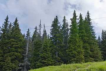 Summer Landscape of Vitosha Mountain, Sofia City Region, Bulgaria