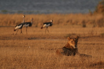 Naklejka na ściany i meble African lion resting on the ban of the Nile river with Grey crowned cranes in the background. A picture from safari in Uganda.
