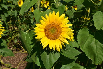 Single sunflower closeup