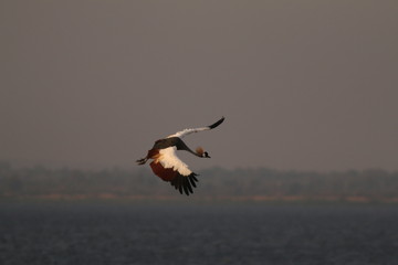 Grey crowned crane on a close up picture from its natural environment, a bank of the Nile river in Uganda.