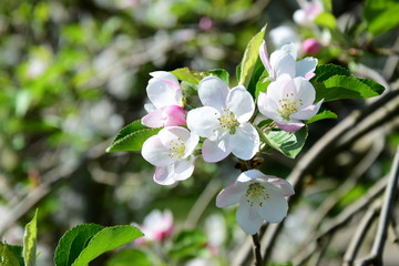 Apfelbaum Blüte in Südtirol