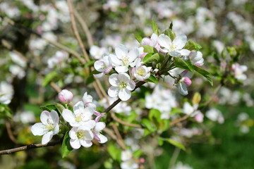 Apfelblüte - Blütezeit - Obstbaumblüte