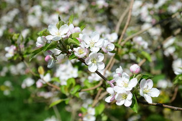 Apfelblüten -Apfelbaumblüte - Blütezeit in Südtirol