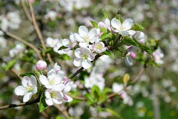Apfelbaumblüten - Apfelbaum - Blütezeit - Freisteller