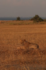 Wild African lioness in the savannah. A noble predatory cat in its natural habitat.
