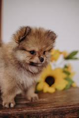 Fototapeta na wymiar german spitz baby puppy sunflowers