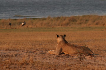 Wild African lioness in the savannah. A noble predatory cat in its natural habitat.