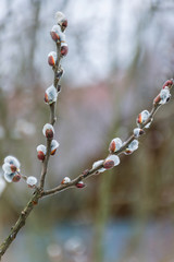 branch of a tree